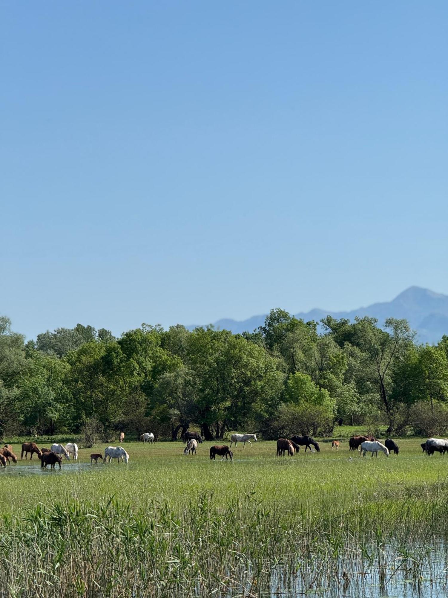 Lake Skadar Paradise Dodosi Exterior photo